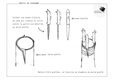 Greffe en couronne