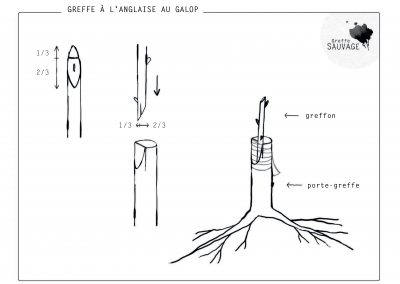 Greffe à l'anglaise au galop