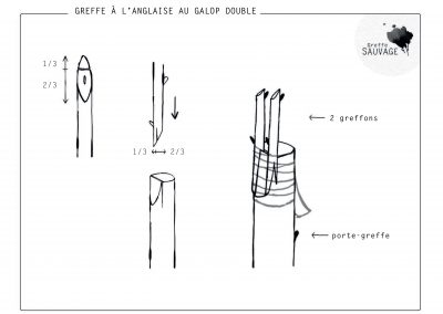 Greffe à l'anglaise au galop double