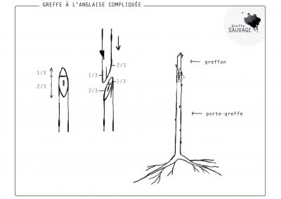 Greffe à l'anglaise compliquée