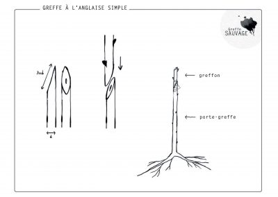 Greffe à l'anglaise simple