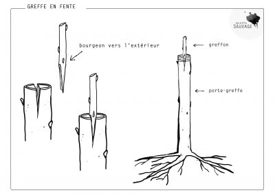 Greffe en fente