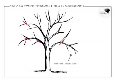 Taille des branches mourantes