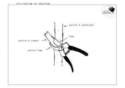 Utilisation du sécateur