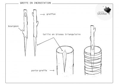 Greffe en incrustation